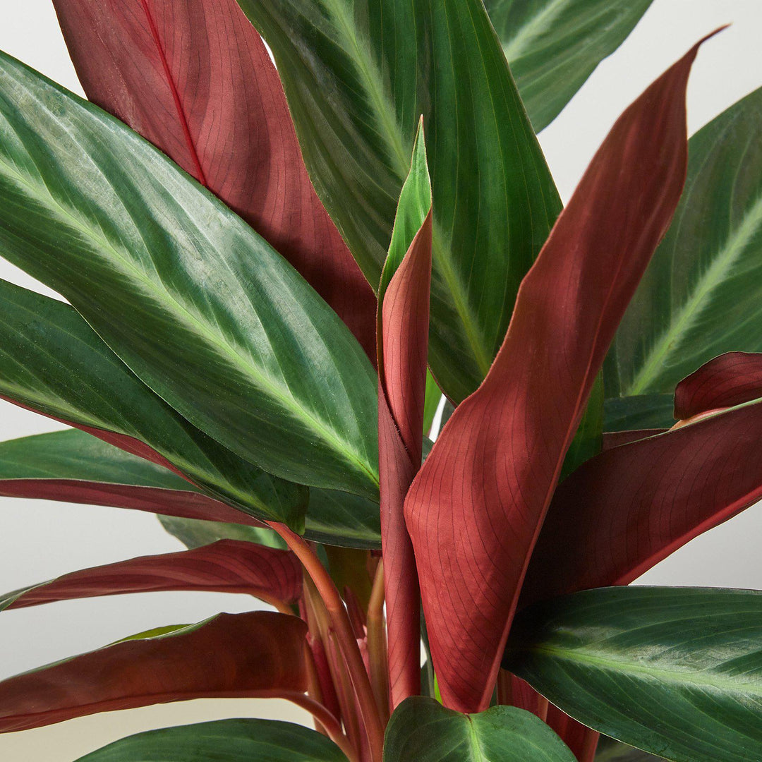 Stromanthe &