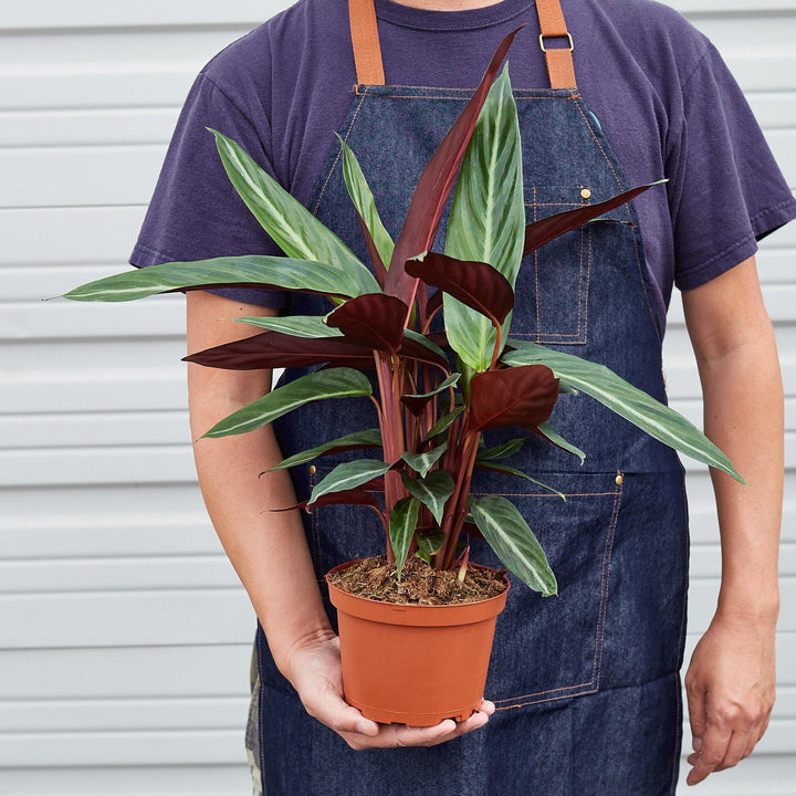 Stromanthe &