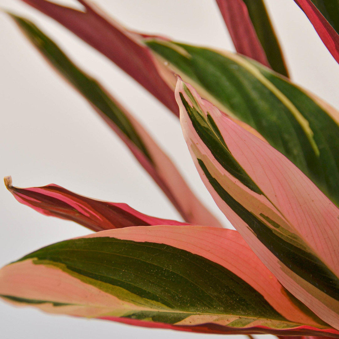 Stromanthe &