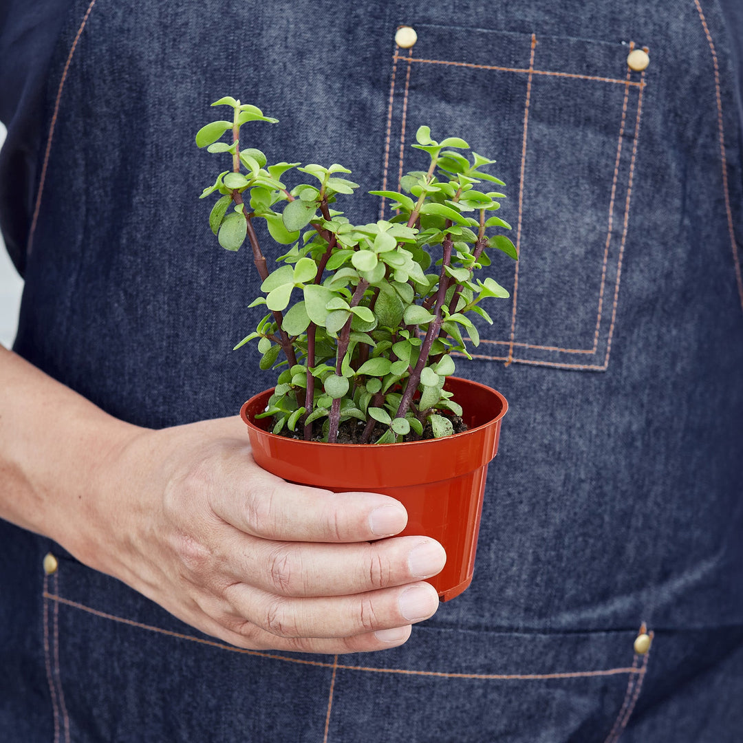 Succulent Portulacaria &