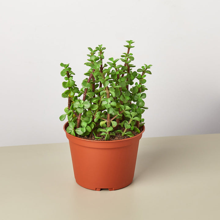 Succulent &