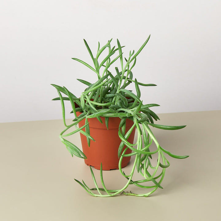 Succulent Senecio Succulent &