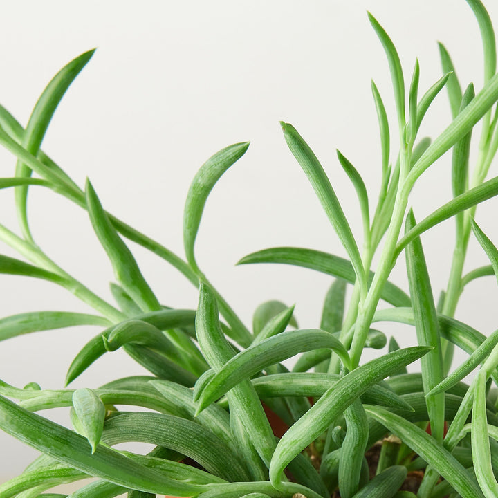 Succulent Senecio Succulent &
