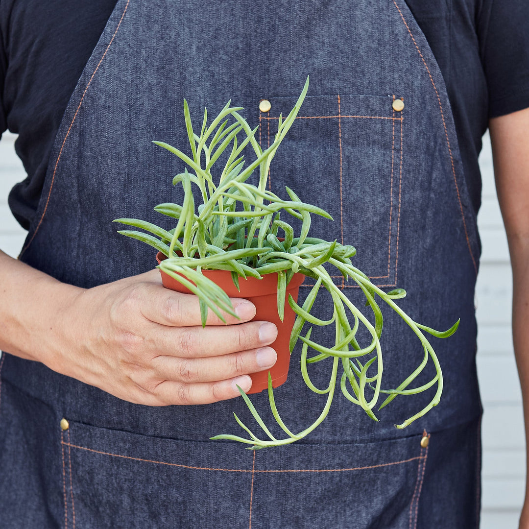Succulent Senecio Succulent &