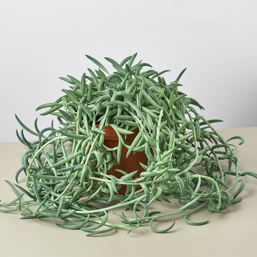 Succulent Senecio Succulent &