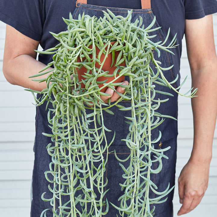 Succulent Senecio Succulent &