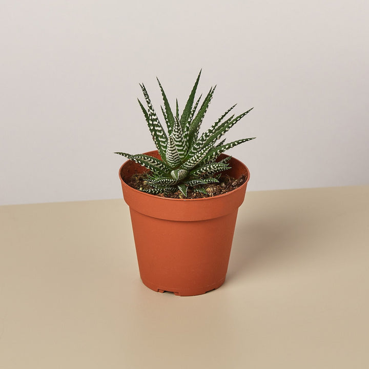 Zebra Succulent