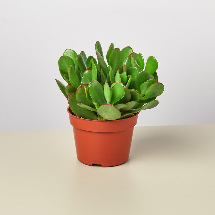 Succulent Crassula &