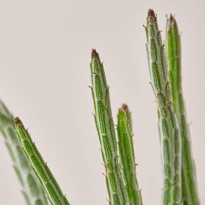 Succulent Senecio Stapeliiformis &