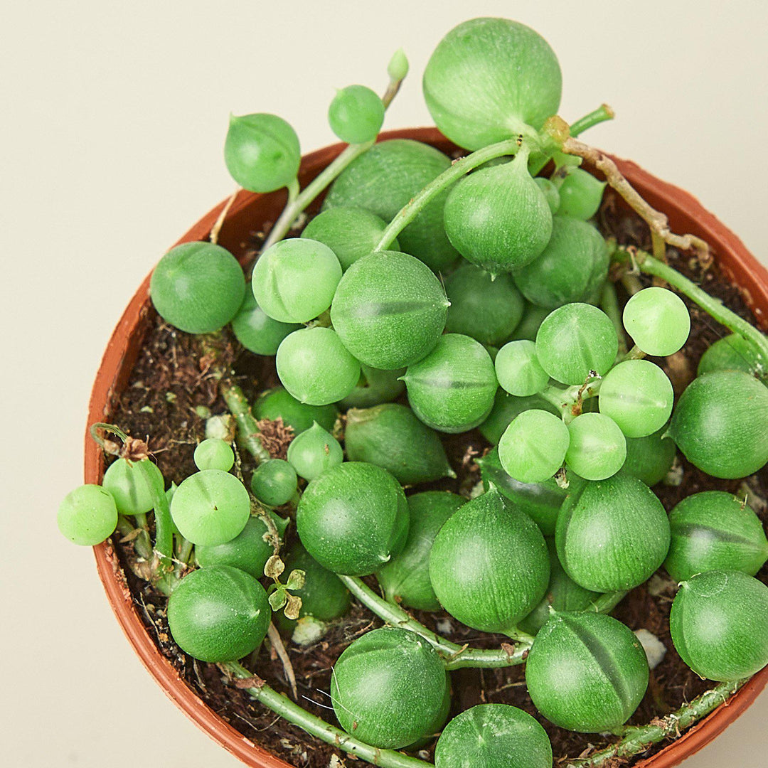 Succulent &