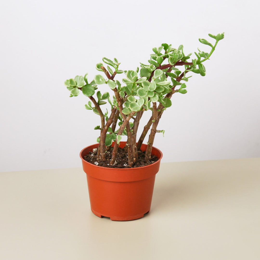 Succulent Portulacaria &