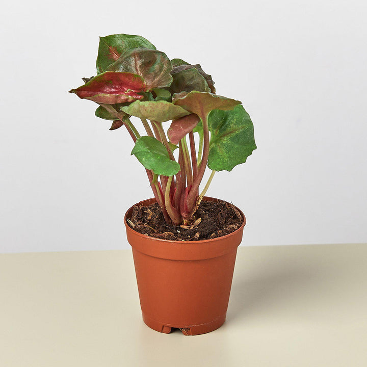 Syngonium &