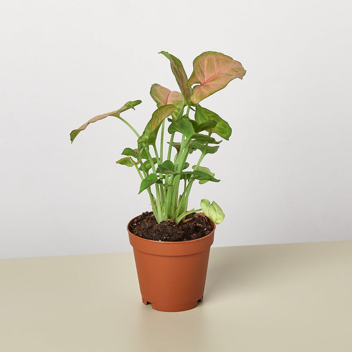 Syngonium &
