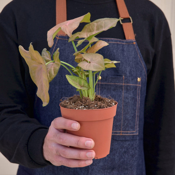 Syngonium &