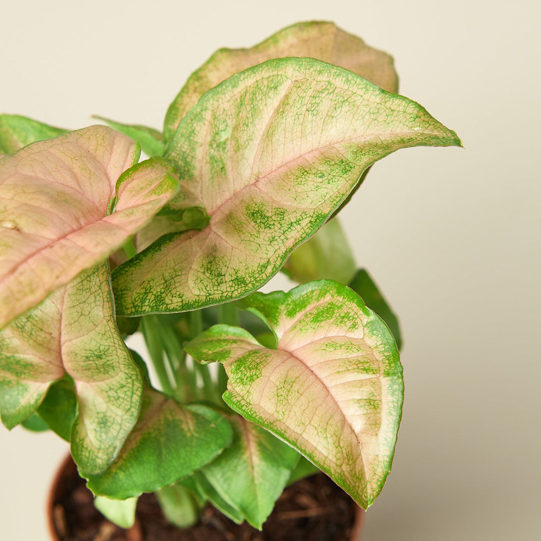 Syngonium &