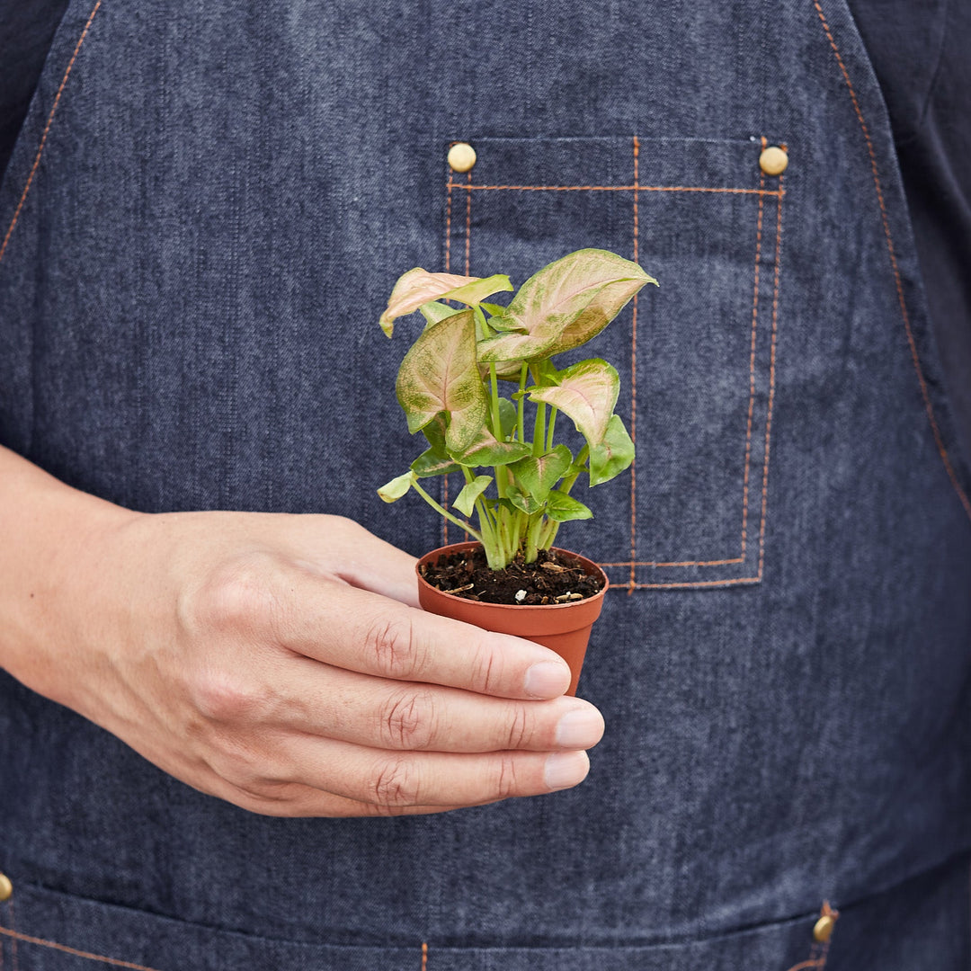 Syngonium &