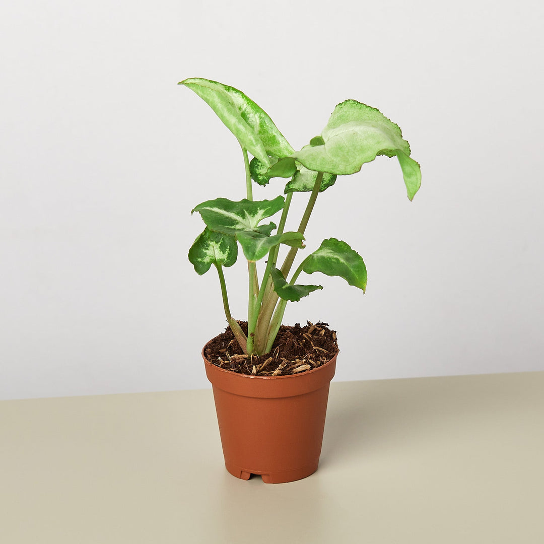 Syngonium &