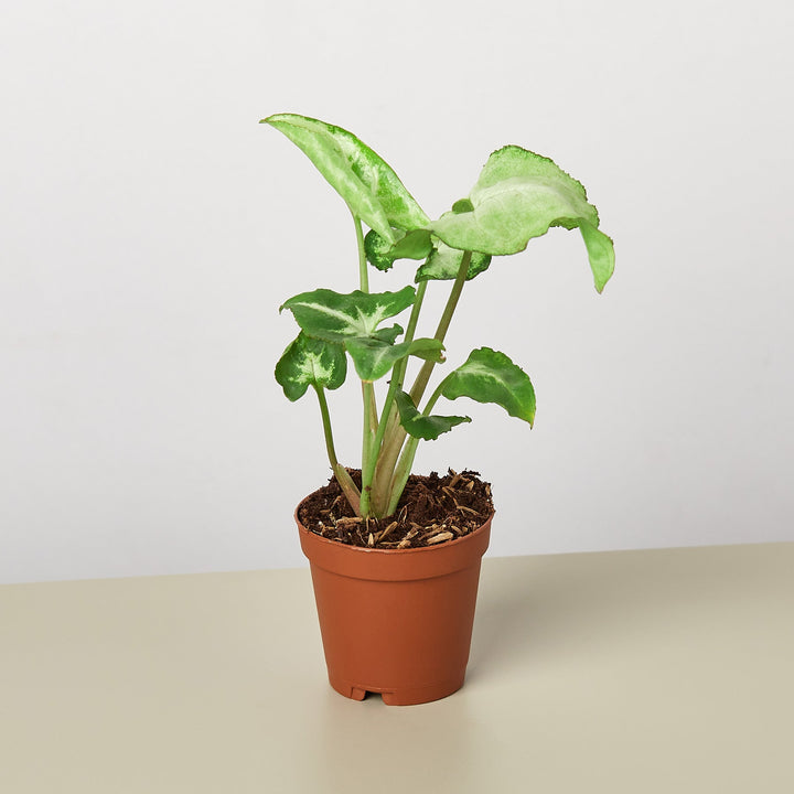 Syngonium &