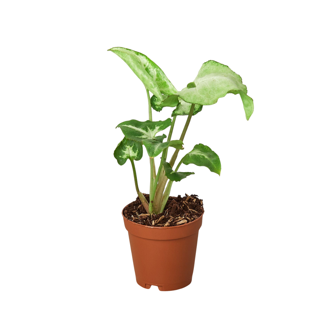 Syngonium &