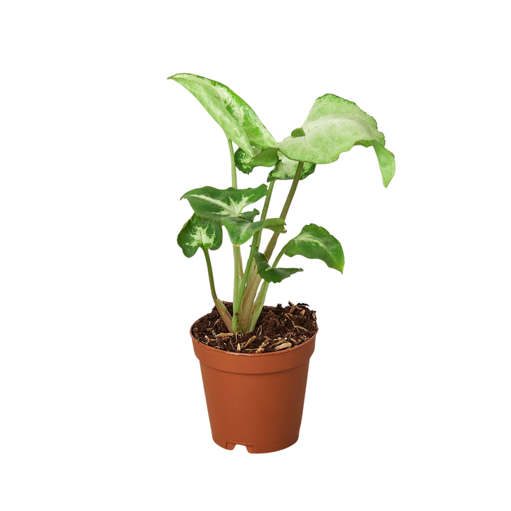 Syngonium &