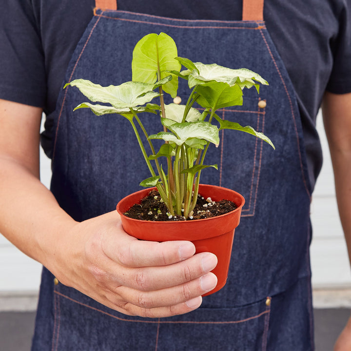 Syngonium &
