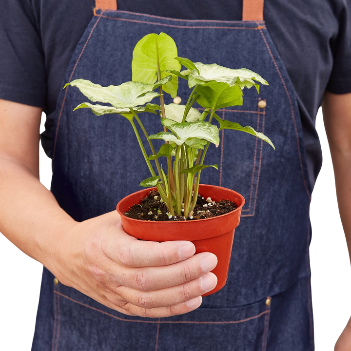 Syngonium &