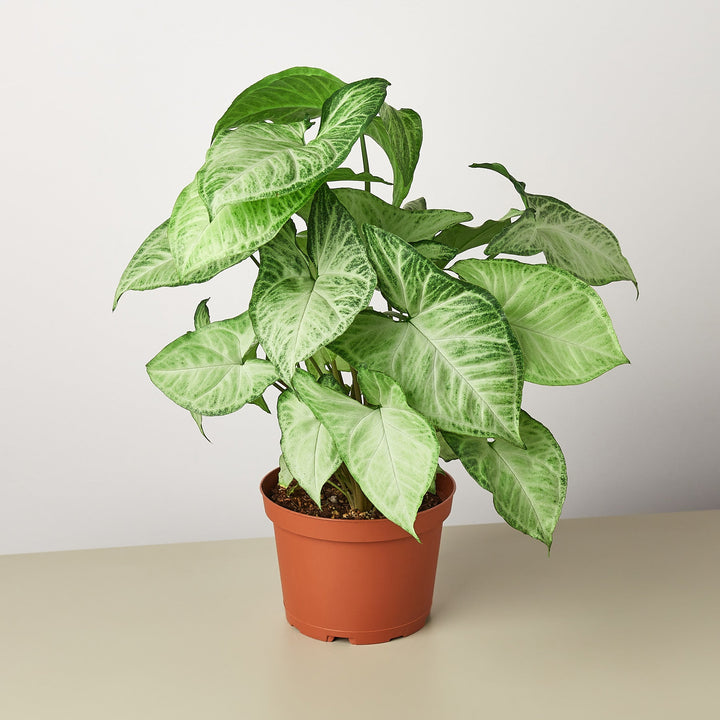 Syngonium &