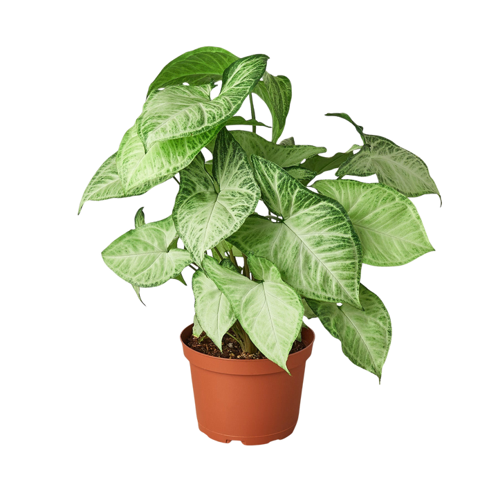 Syngonium &