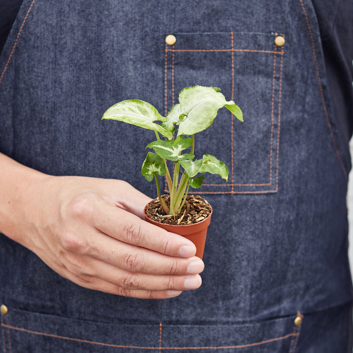 Syngonium &
