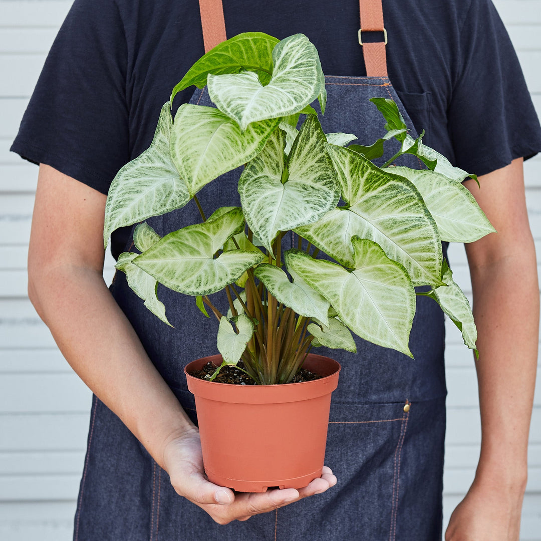 Syngonium &