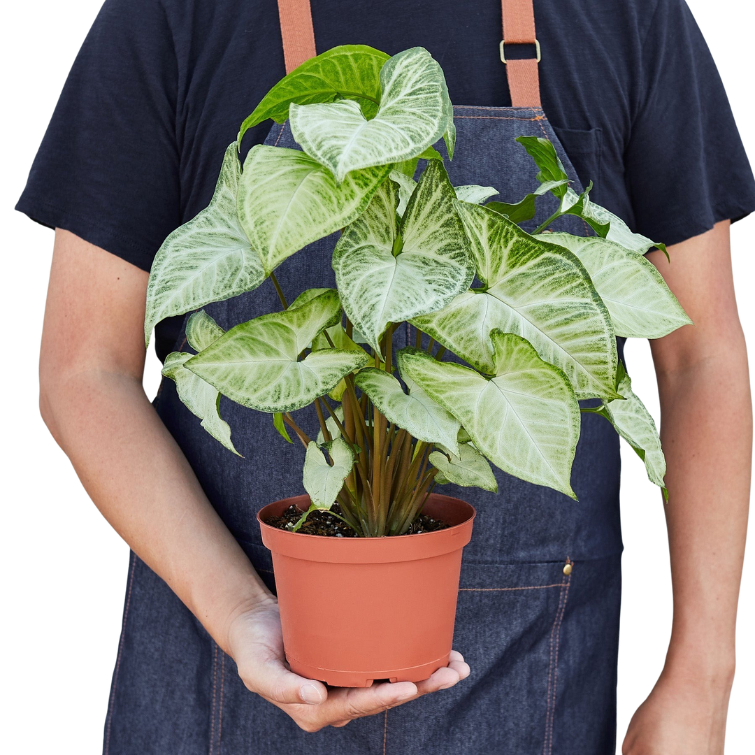 Syngonium &