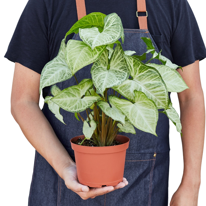 Syngonium &
