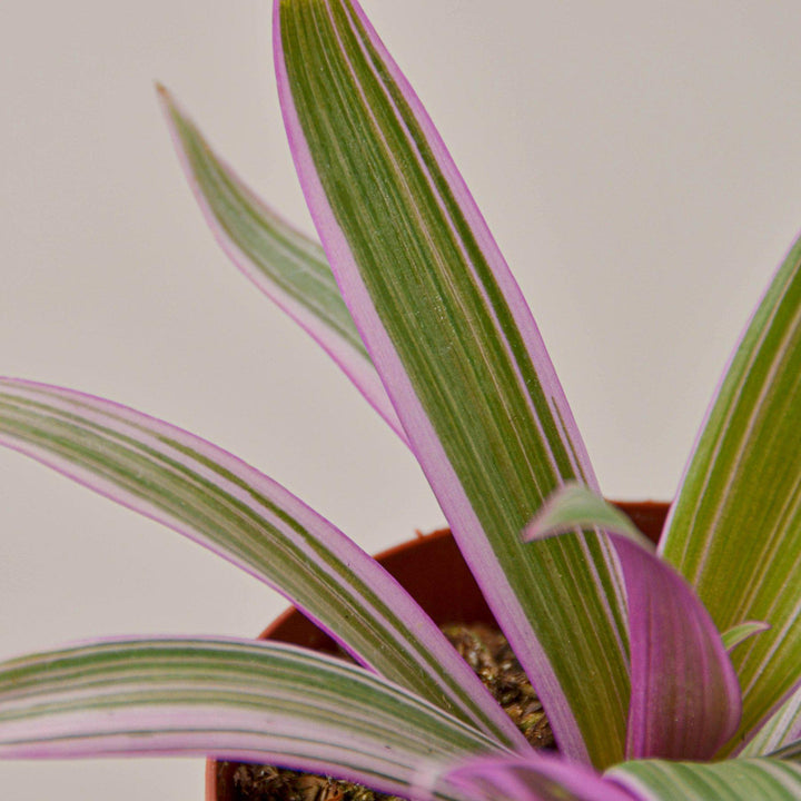 Tradescantia &