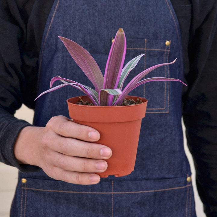 Tradescantia &