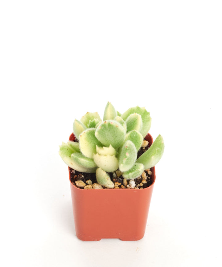 Cotyledon tomentosa variegata &