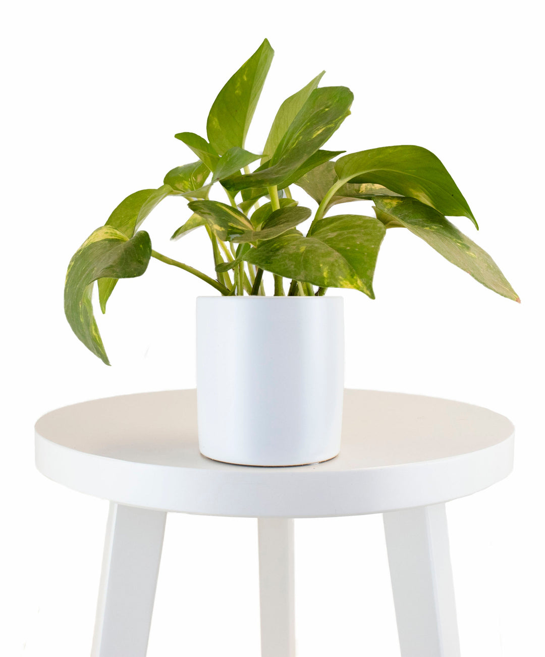 Epipremnum aureum &