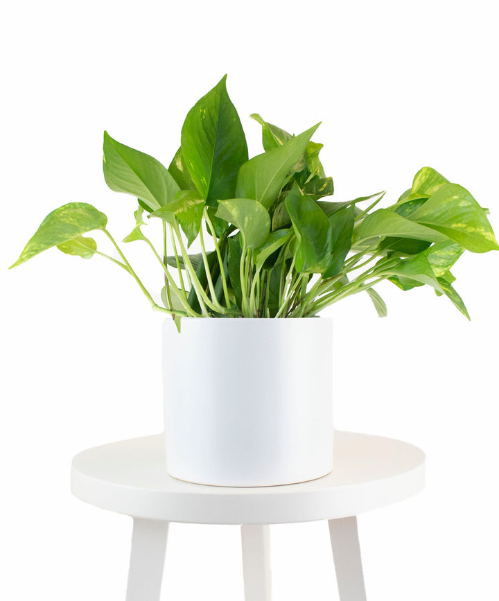 Epipremnum aureum &