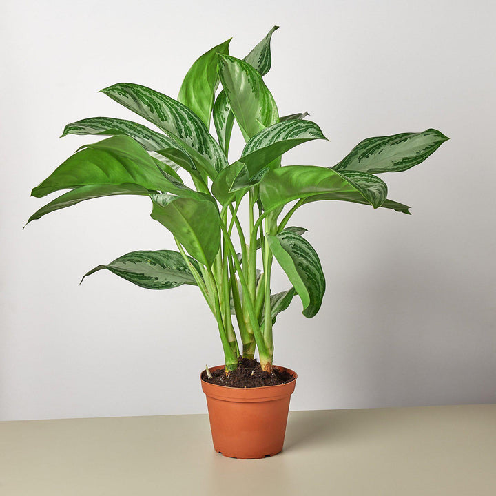 Chinese Evergreen &
