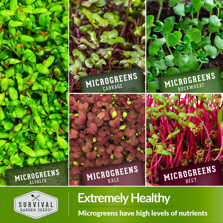 10-Variety Heirloom Microgreen Seed Pack – Non-GMO Seeds for Indoor Growing, Sprouting &amp; Year-Round Nutrition