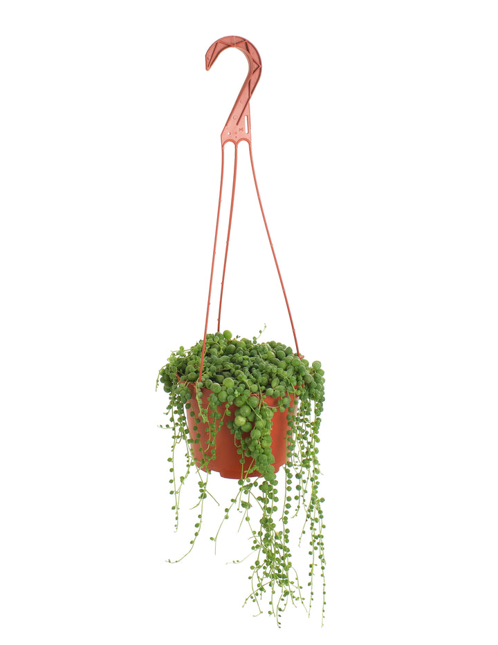 Senecio Rowleyanus &