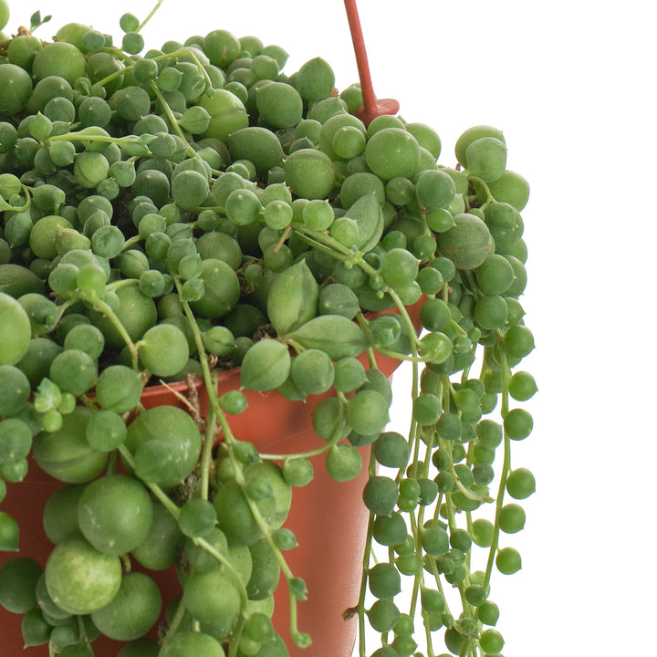 Senecio Rowleyanus &