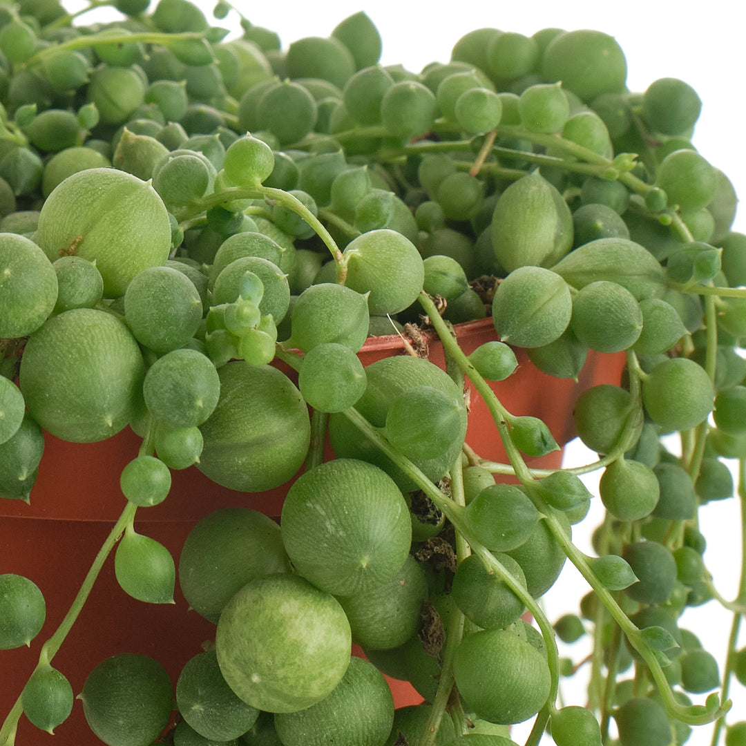 Senecio Rowleyanus &