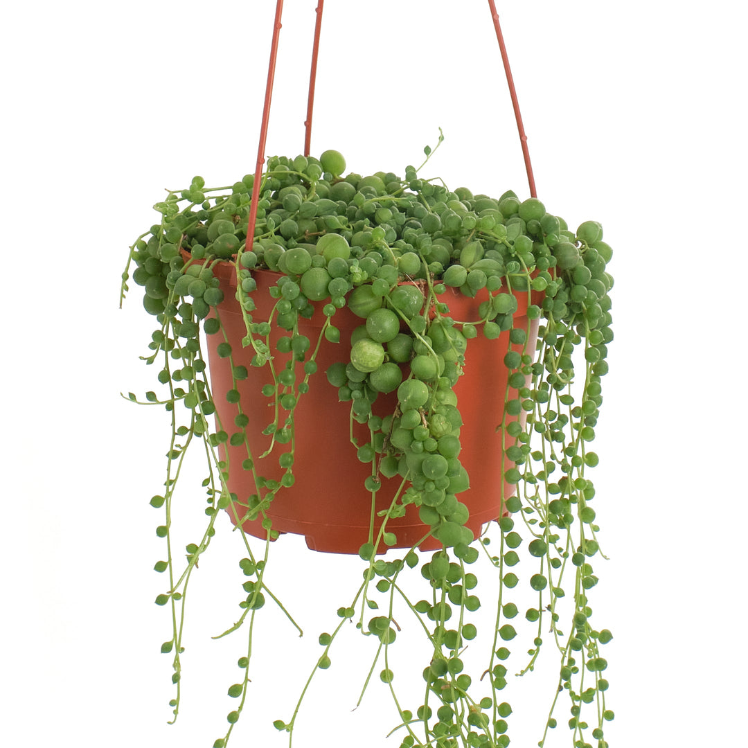 Senecio Rowleyanus &