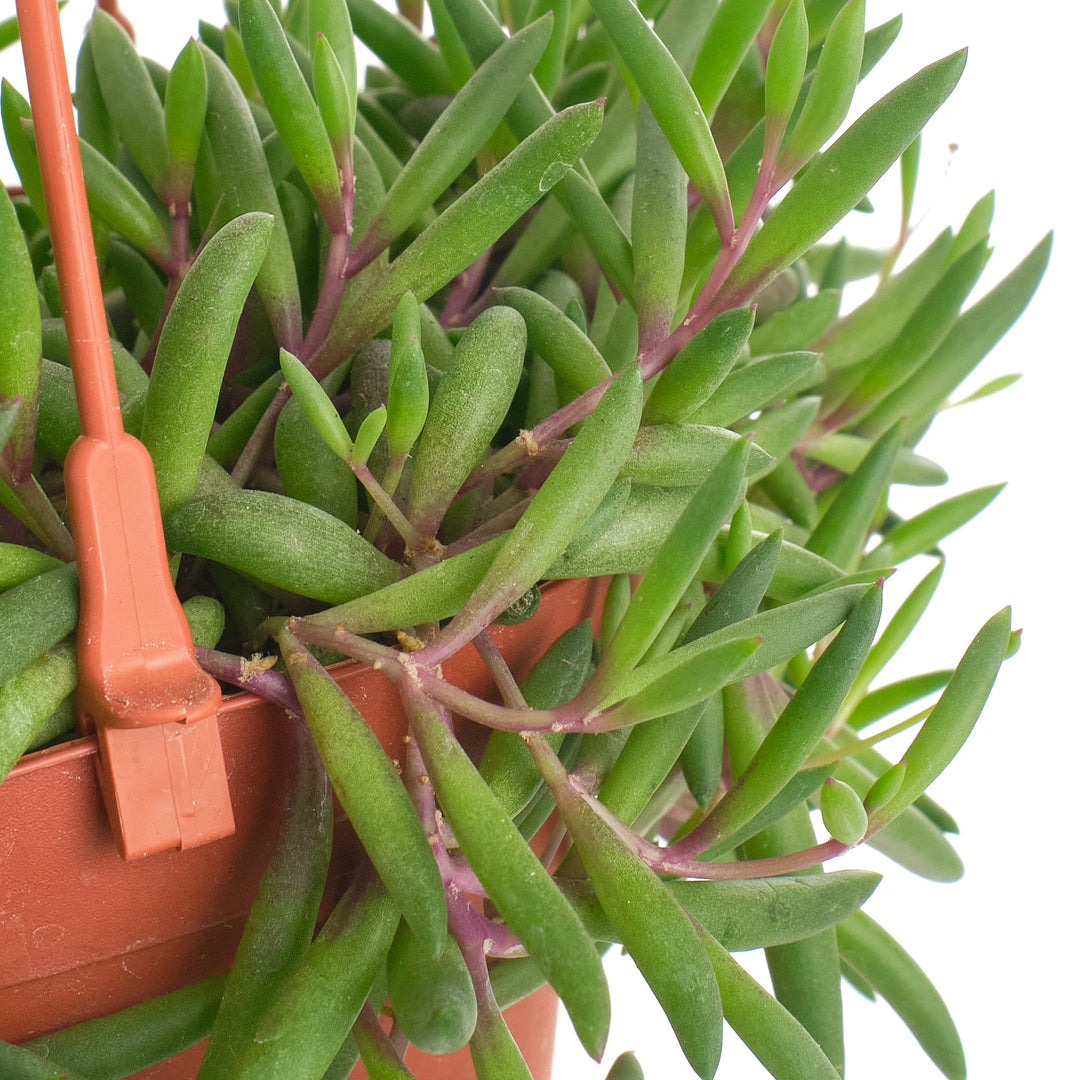 Othonna Capensis &