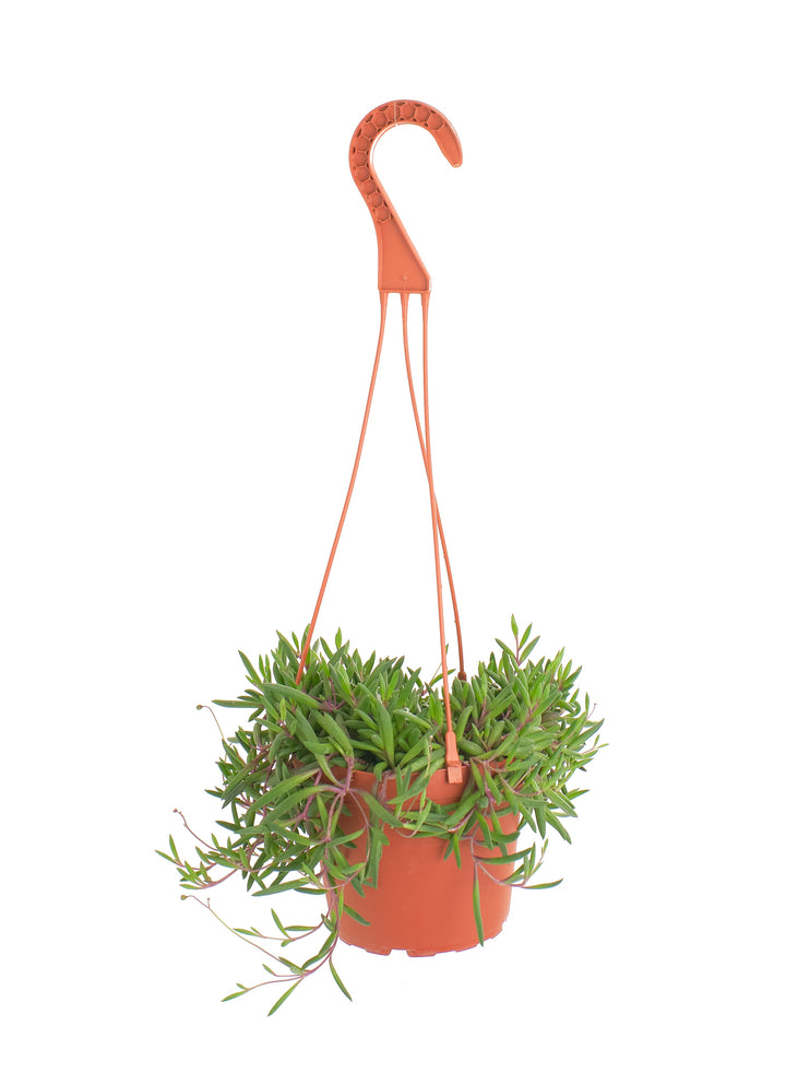 Othonna Capensis &