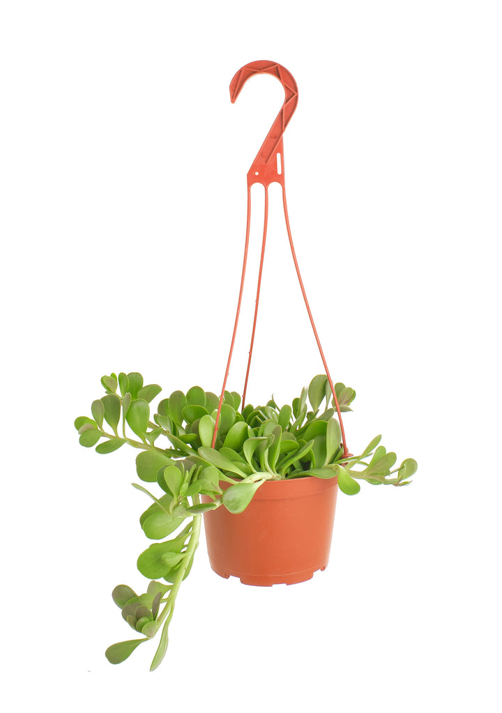 Senecio Jacobsenii &