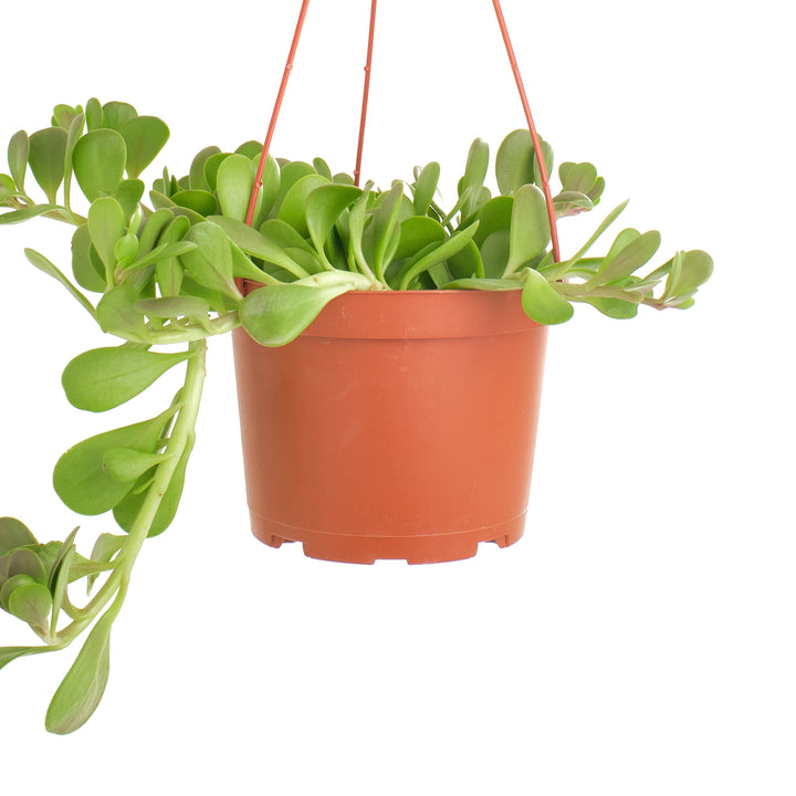 Senecio Jacobsenii &