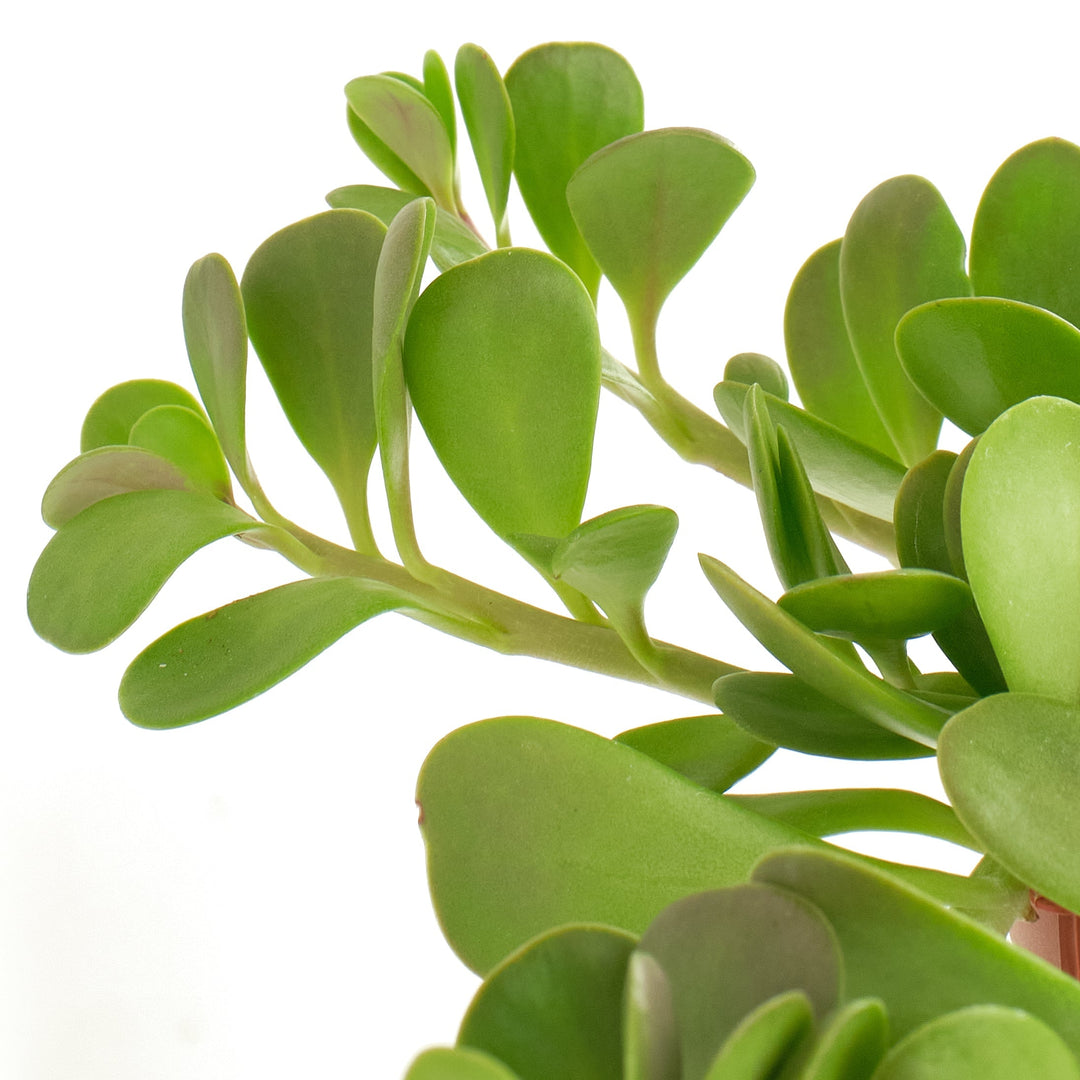 Senecio Jacobsenii &