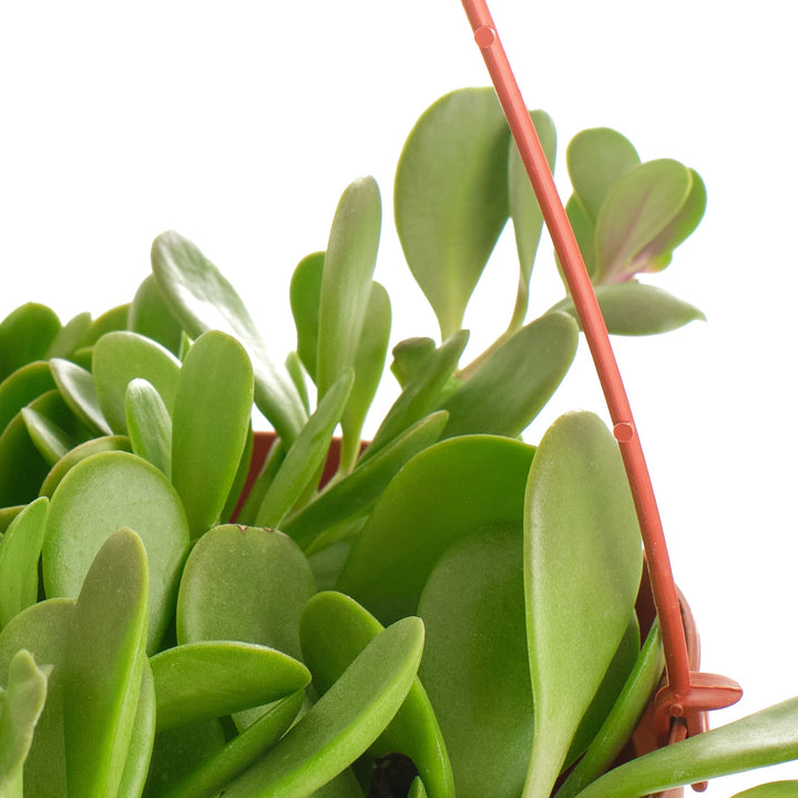 Senecio Jacobsenii &