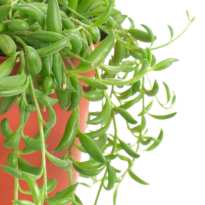 Senecio Radicans &